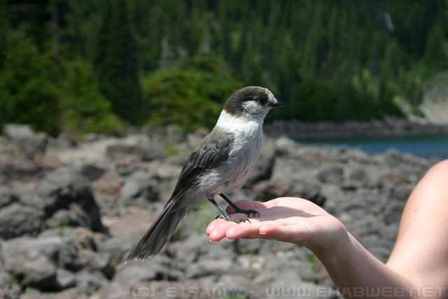 Bird - Garibaldi Lake - BC - British Columbia
