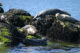 Seals - Pam Rocks - Howe Sound - BC