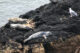 Seals on the rocks - Whytecliff Park - West Vancouver