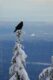 Raven - Mount Seymour - British Columbia