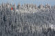 Snow Covered Forest - Mount Seymour - British Columbia