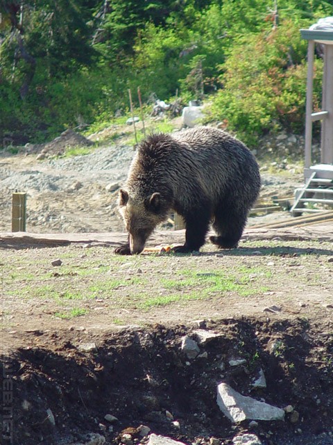 Grizzly Bear - British Columbia - BC - Canada
