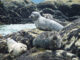 Seals - Pam Rocks - Howe Sound - BC