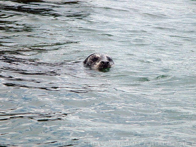 Harbour Seals - Pam Rocks - Howe Sound - BC