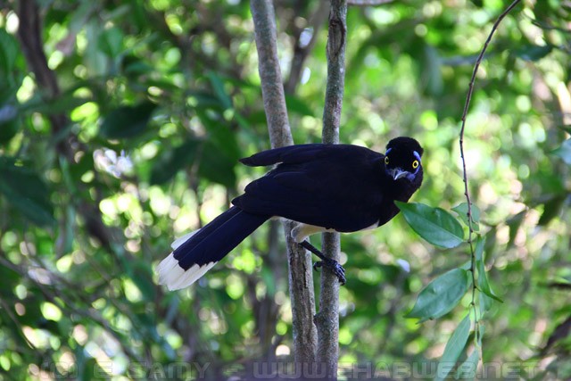 Mowhawk Bird in Iguazu Falls