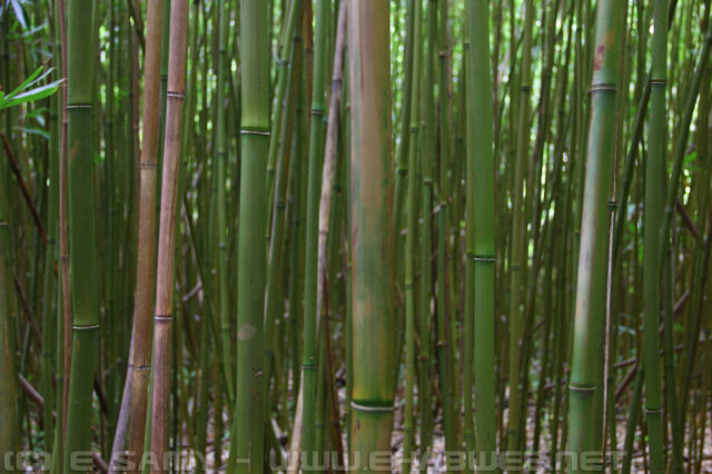 Bamboo Forest - Waikamoi Nature Trail