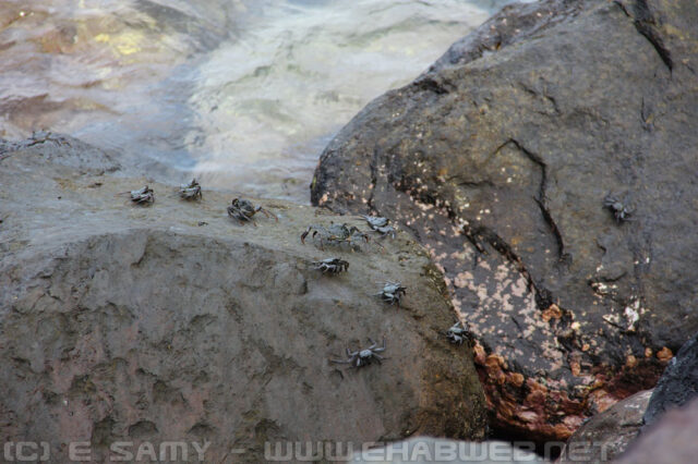 Crabs on the rocks - Hana Beach