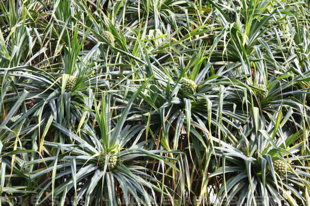 Pinapple plants