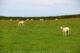 Grazing Sheep - Maughold