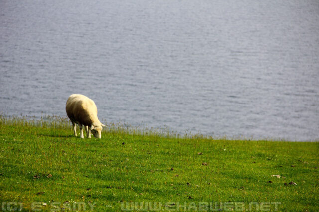 Grazing sheep on pasture